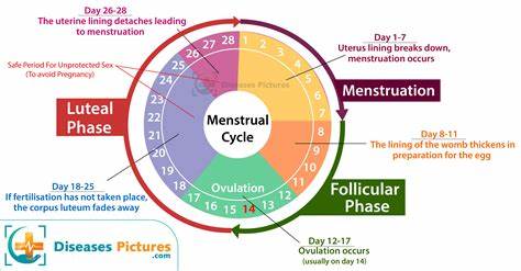 Infographic of menstrual cycle phases and hormone fluctuations affecting period pain relief.