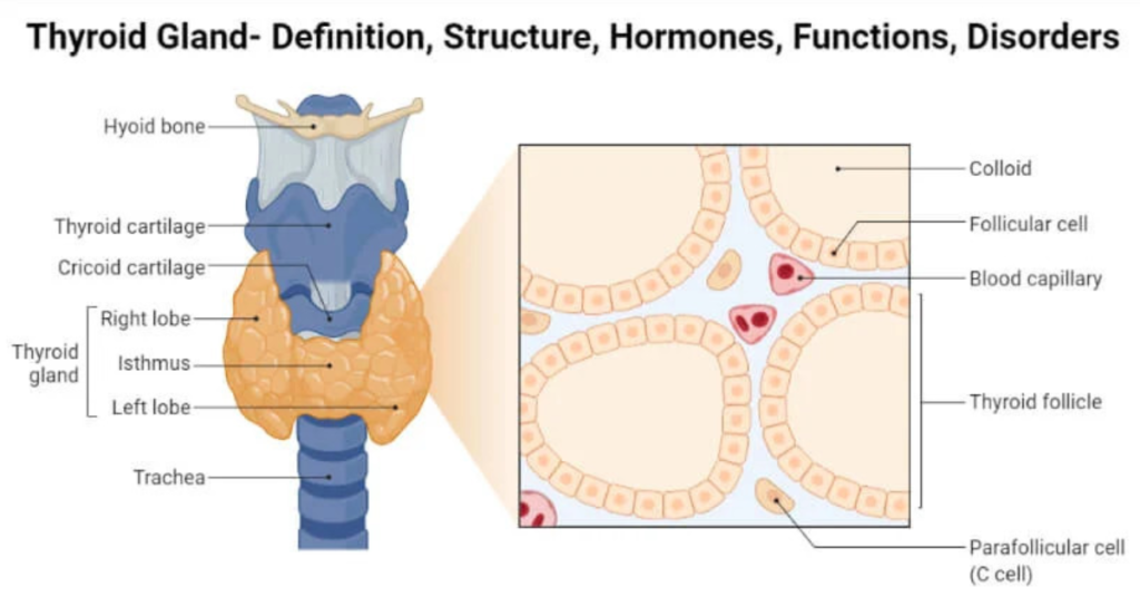 Detailed diagram of the thyroid gland showing its structure, functions, and associated hormones.