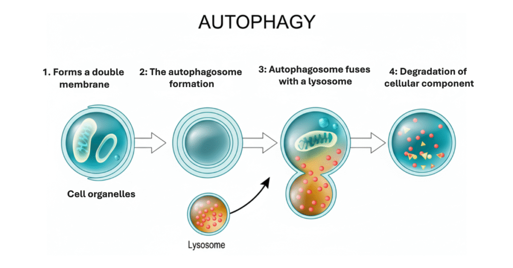 Diagram of Autophagy, a cellular repair process essential for improving Lifespan vs. Healthspan.